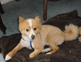Virtual rehoming