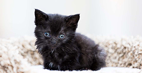 Support orphaned kittens