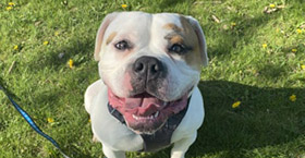 Dog & puppy training classes